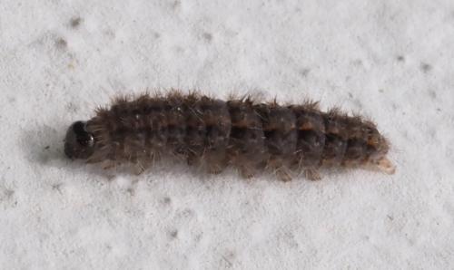 Réf. 230 051 : Eilema caniola